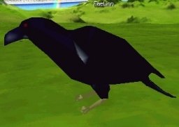 Click Picture To View More Larger, Higher Resolution Pictures of this Raven Avatar